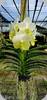 Vanda Renu Gold